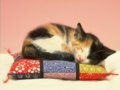 ٶӢ£What Can a Cat Do?(ӢĶ)